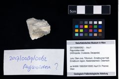 Foto (Objekt + Etikett) von Paguroidea indet.  (NHMW-GEO-2017-0089-0062)